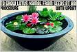 How To Grow Lotus Flower In Your Garden